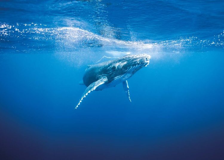 "Casi todas las especies están afectadas. En el mar, los seres vivos están adaptados a usar el sonido para casi todo, porque hay muchas zonas del océano donde apenas llega la luz", afirma José Antonio Díaz, investigador de Plocan. - Fuente externa.