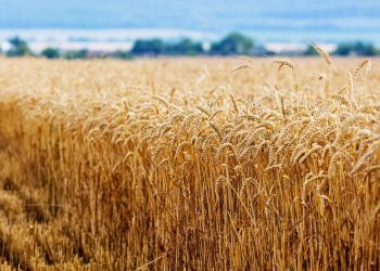 El ministro de Agricultura mantuvo los pronósticos anteriores sobre producción de la venidera temporada, que estimó en 123 millones de toneladas la producción de grano en 2023-2024