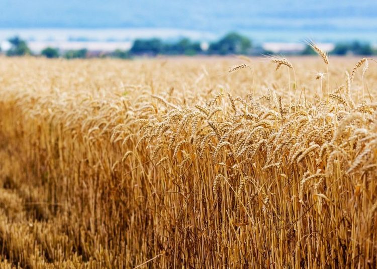 El ministro de Agricultura mantuvo los pronósticos anteriores sobre producción de la venidera temporada, que estimó en 123 millones de toneladas la producción de grano en 2023-2024