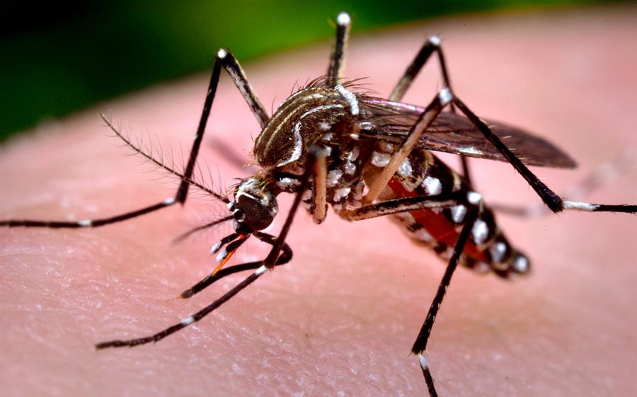 Aedes aegyptim, mosquito que transmite el dengue. - Fuente externa.