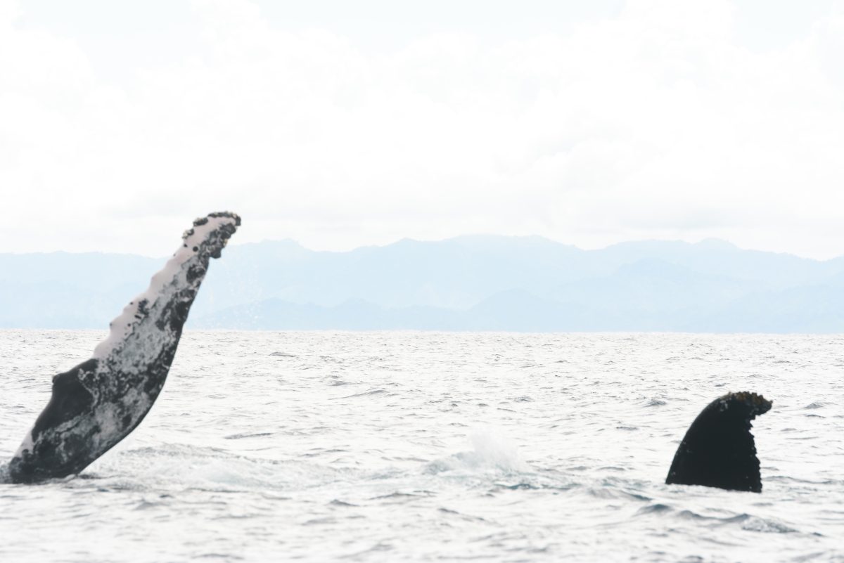 Una ballena jorobada levanta una de sus aletas pectorales en la Bahía de Samaná. Fotógrafo: Lesther Álvarez | Cortesía para elDinero
