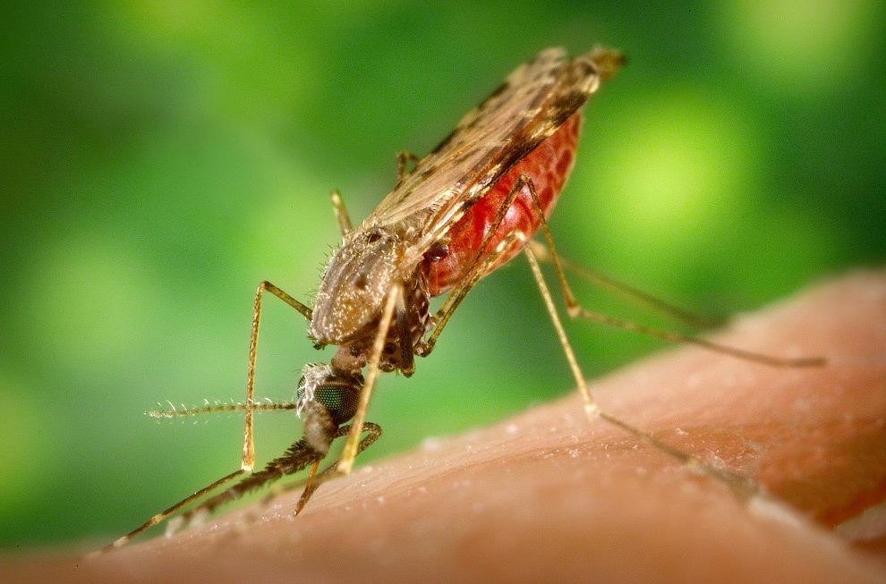 anopheles albimanus mosquito malaria