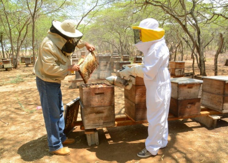 Los apicultores ralentizaron su faena debido a la cuarentena impuesta por el Gobierno.