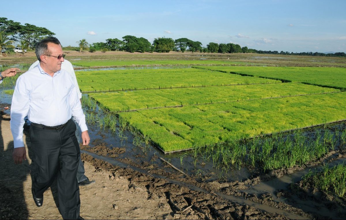El ministro de Agricultura, Ángel Estévez, supervisa una siembra de arroz en Cotuí. | Archivo elDinero