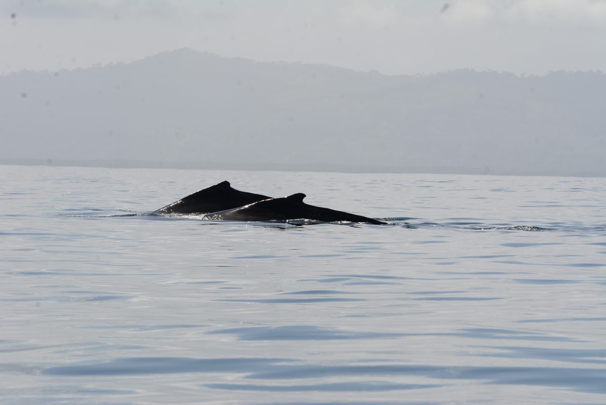 Avistamiento de ballenas jorobadas en la bahía de Samaná. Fotógrafo Lesther Álvarez Cortesía para elDinero