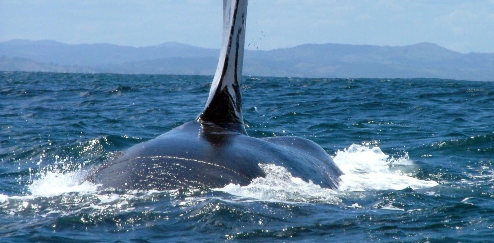 Cada año la Bahía de Samaná recibe más de tres mil ballenas jorobadas./elDinero