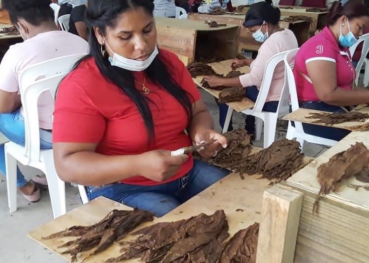 Capacitación de mujeres en la confección de tabaco por la empresa Tabacos Vega del Rey, la primera que se instalará en el parque Zona Franca Industrial de Cotuí.