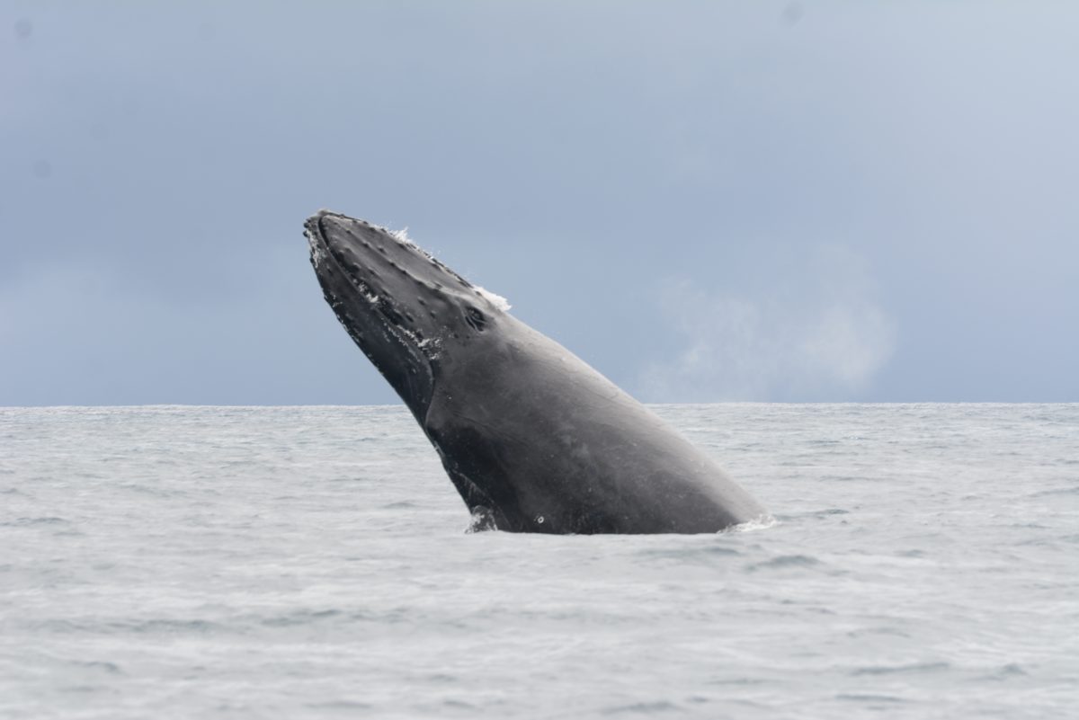 Una ballena jorobada emerge en la Bahía de Samaná. Fotógrafo: Lesther Álvarez | Cortesía para elDinero