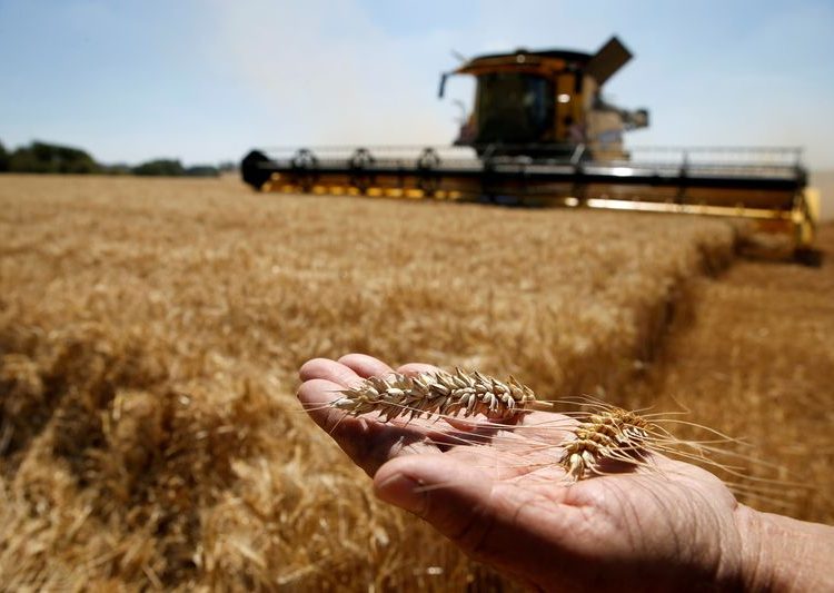 FOTO DE ARCHIVO. Un agricultor francés muestra dos espigas de trigo mientras cosecha su campo en Rumilly, al norte de Francia