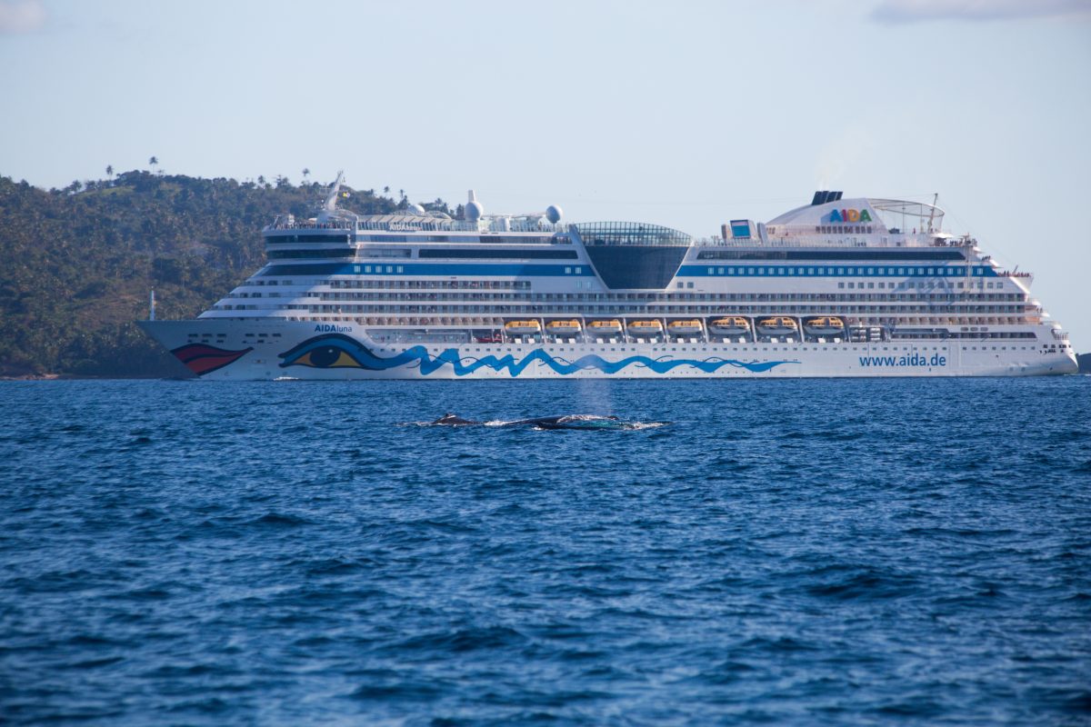Una ballena jorobada, su cría y su escolta nadan en la Bahía de Samaná, mientras un crucero se aproxima en el horizonte. Fotógrafo: Aurelio Reyes | Cortesía para elDinero.