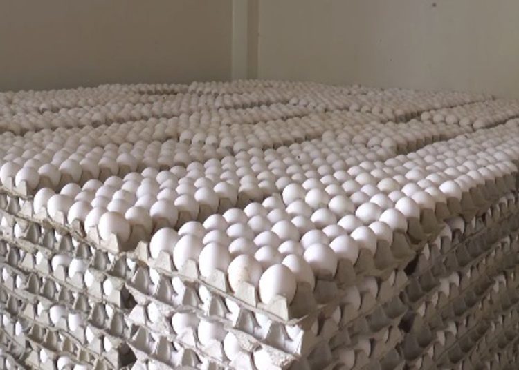 La producción de huevos en República Dominicana es de 9 millones de unidades diario. | Fuente externa.