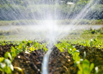 The green shoots of the seedlings emerge from the soil. Water sprinkler system in the morning sun on a plantation. Sprinkler irrigates vegetable crops.