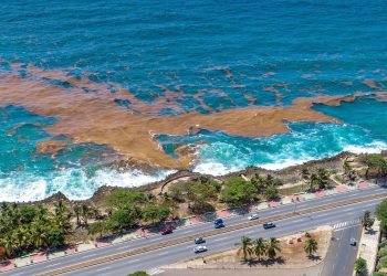 Hasta el momento, las algas del sargazo son consideradas como un residuo sólido. | Nelson Guzmán