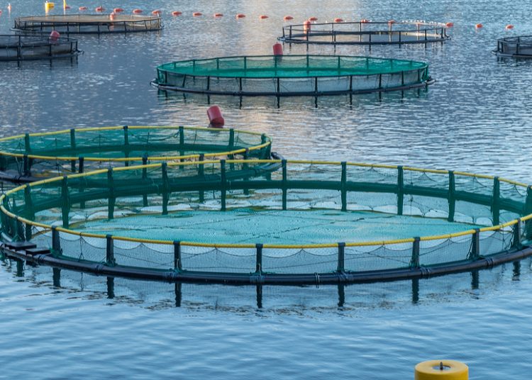Los investigadores desarrollaron un sistema de acuicultura completamente cerrado que puede controlarse por completo. | Fuente externa.