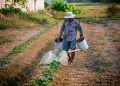 El día nacional del agricultor, que se celebra el 15 de mayo, encuentra a República Dominicana rezagada, ya que, a pesar de ser una labor esencial para la vida, menos se interesan en emplearse en labores agrícolas.