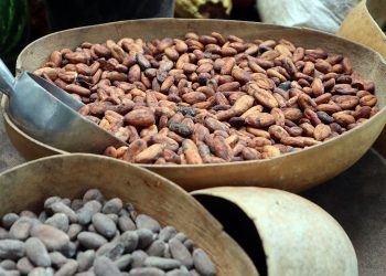 Republica Dominicana es uno de los principales productores de cacao en el mundo.