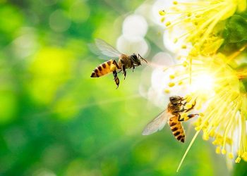 Tanto las abejas melíferas como las avispas sociales construyen nidos formados por "celdas" hexagonales donde crían a sus polluelos y almacenan sus alimentos. - Fuente externa.