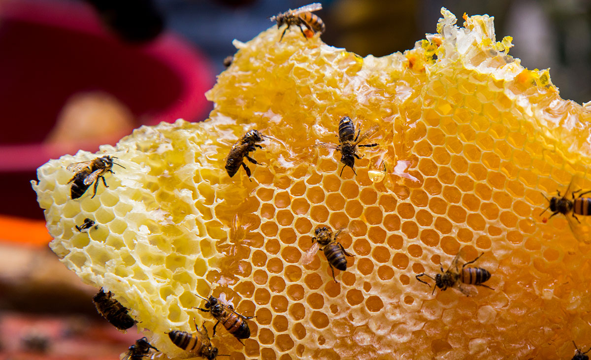 apicultura miel apicultores