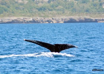 Las ballenas jorobadas pueden nadar a una velocidad de 27 kilómetros por hora y recorren hasta 5,250 kilómetros de distancia. | Lésther Álvarez