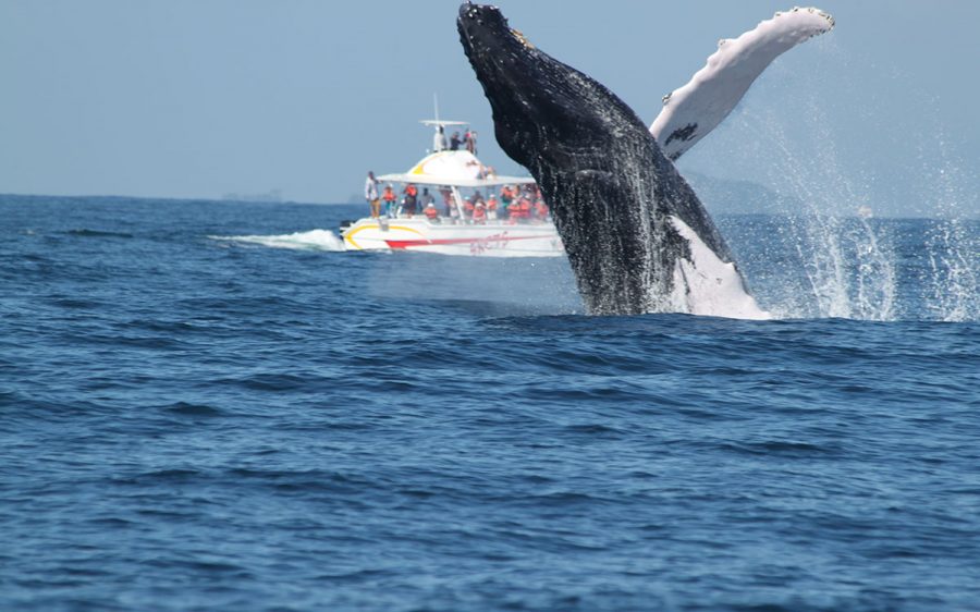 ballenas jorobadas mamiferos marinos