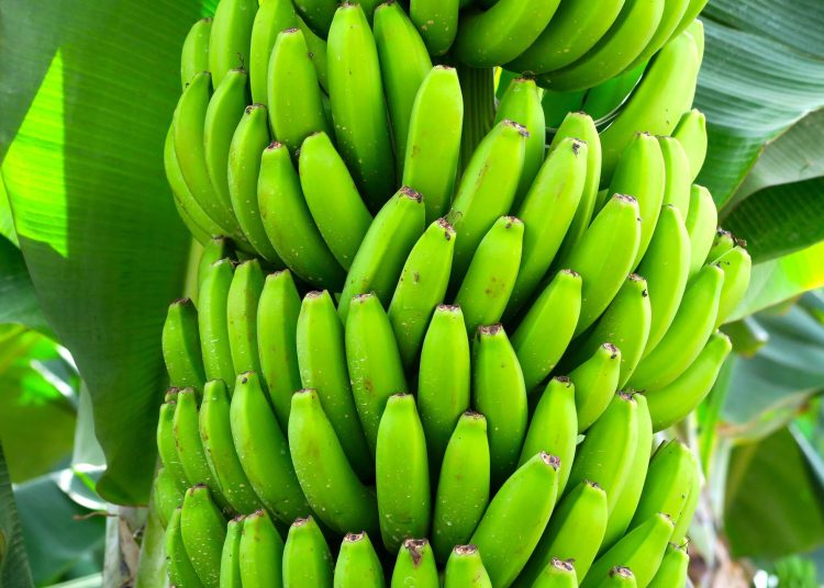 Bananos guineos