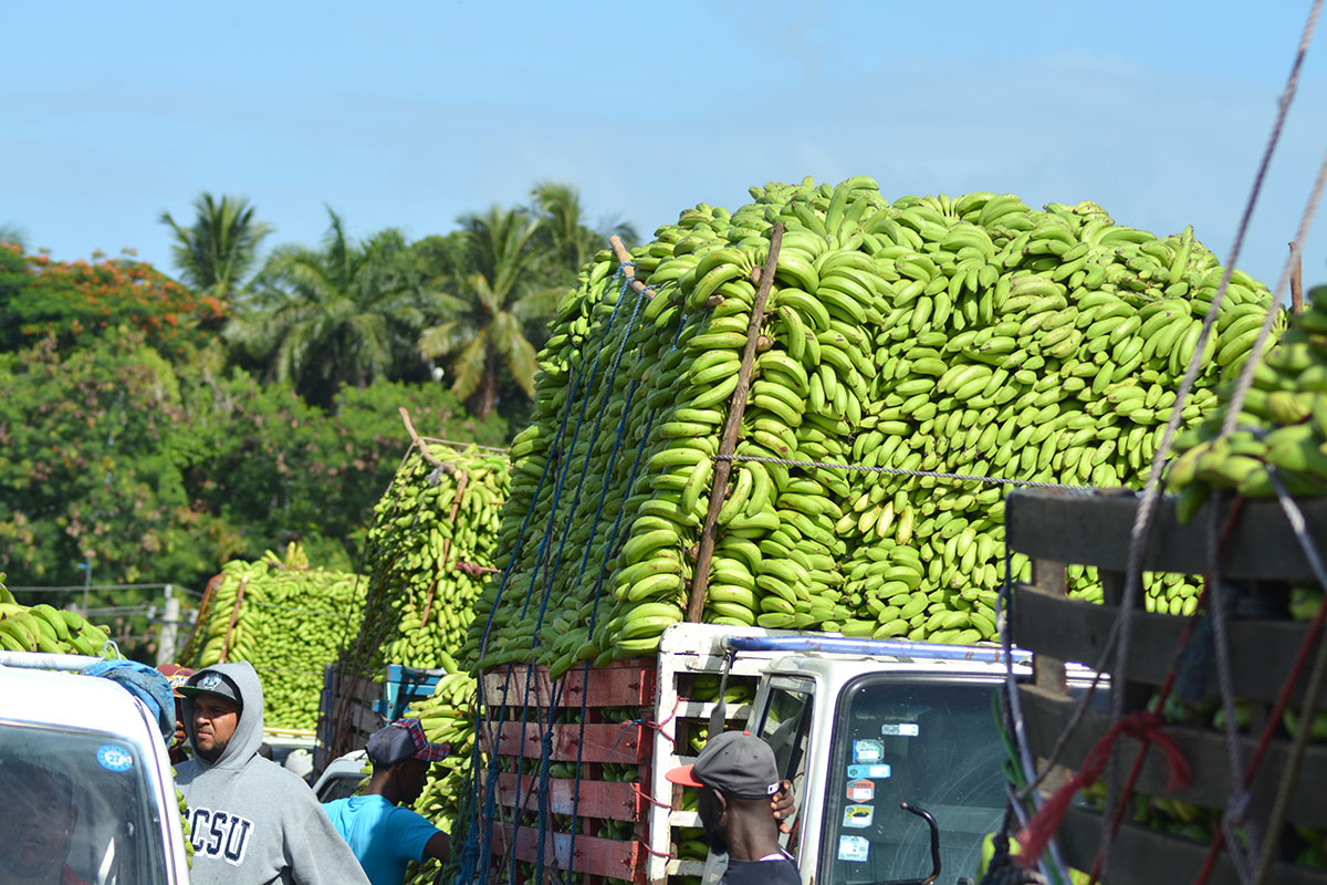 banano dominicano exportacion