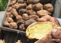 La venta de batata asada sirve de sustento a 150 familias aledañas a Pedro Brand y Villa Altagracia. | Lésther Álvarez