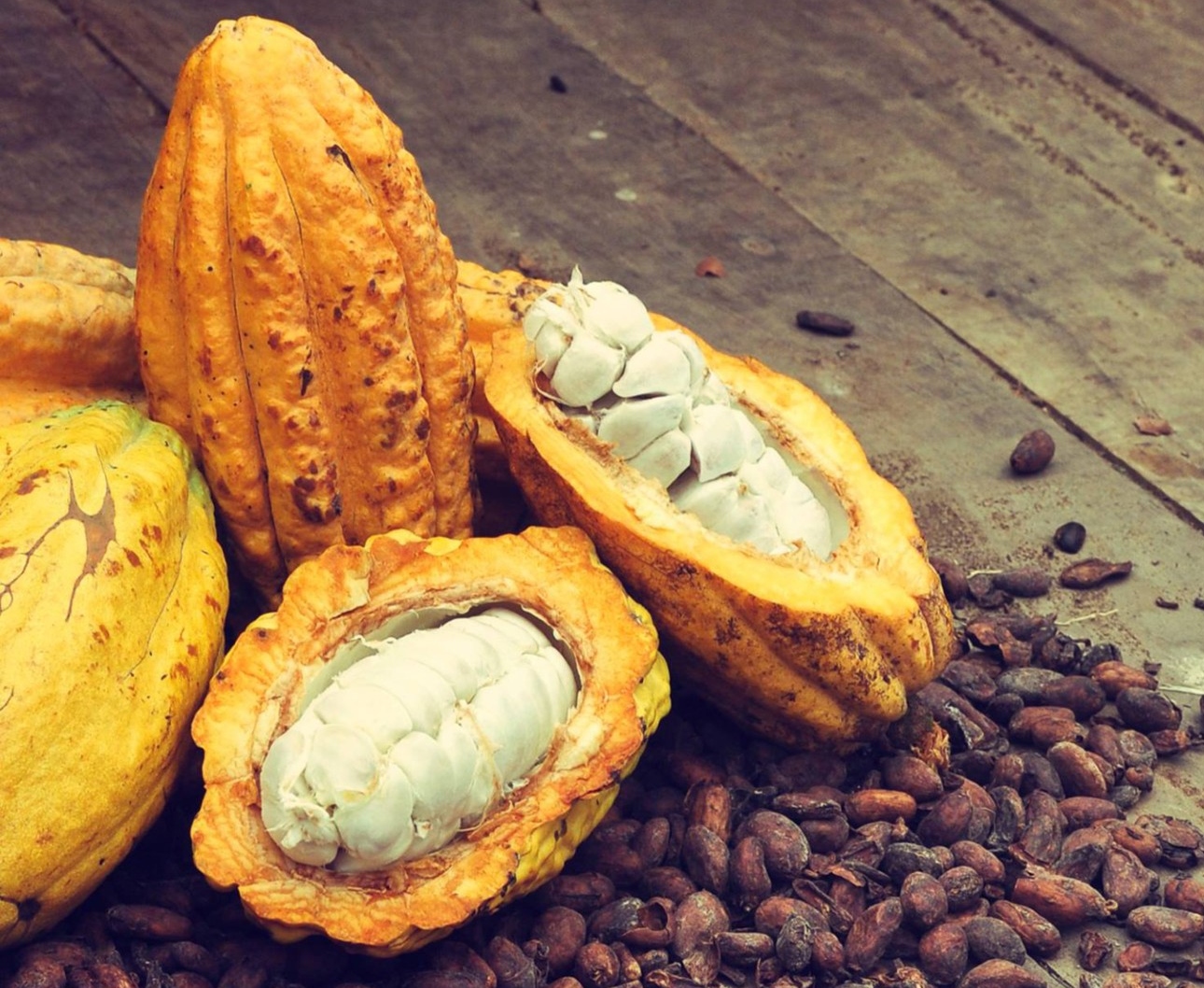 Il paese esporta nove tipi di prodotti derivati ​​dal cacao