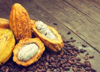 La producción de cacao en 2022 fue de 1,673,321 quintales, lo que indica un 7% más que en 2021 cuando se ubicó en 1,557,128 de quintales.