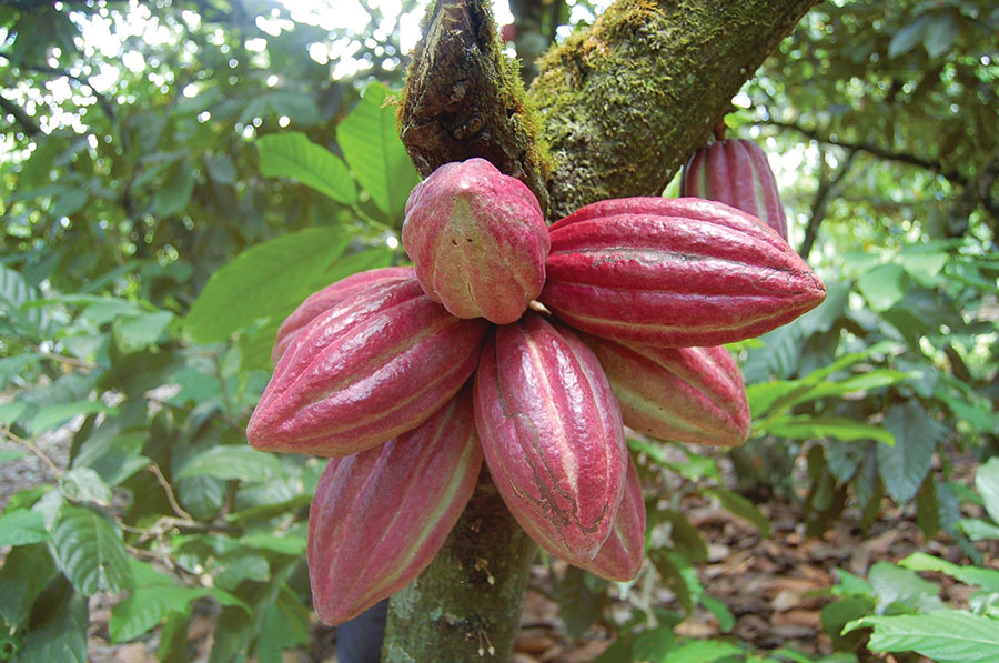 cacao dominicano