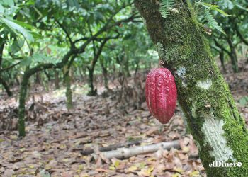 El cacao orgánico dominicano satisface el 60% de la demanda internacional. | Lésther Álvarez