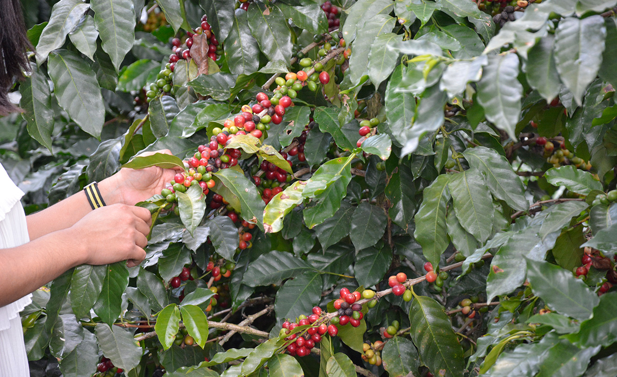 cafe dominicano cosecha