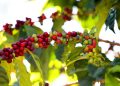 La cosecha de café en 2021-2022 fue 243,978 quintales. - Fuente externa.