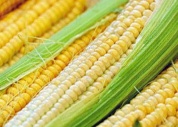 Mazorcas de maíz. | Couleur, Pixabay.