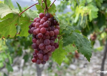 En 2023, se realizan ensayos de siete variedades de uvas en estaciones experimentales en Baní, Azua y San Juan. | Kelvin James