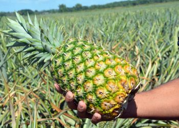 En 2019 República Dominicana exportó frutas, cortezas de agrios (cítricos), melones o sandías por un valor de US$313.4 millones.