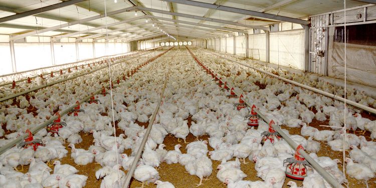 La producción de pollo depende de productos importados.