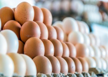 La Asociación Dominicana de Avicultura (ADA)
asegura que el consumo per capita de los dominicanos es de 266 huevos al año. | Fuente externa