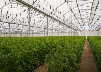 La superficie dedicada al cultivo bajo techo o ambiente controlado (invernadero) creció un 7.9% de 2016 a 2022.