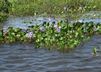 Según la evaluación, la especie exótica invasora terrestre más extendida del mundo es el jacinto de agua. | Fuente externa.