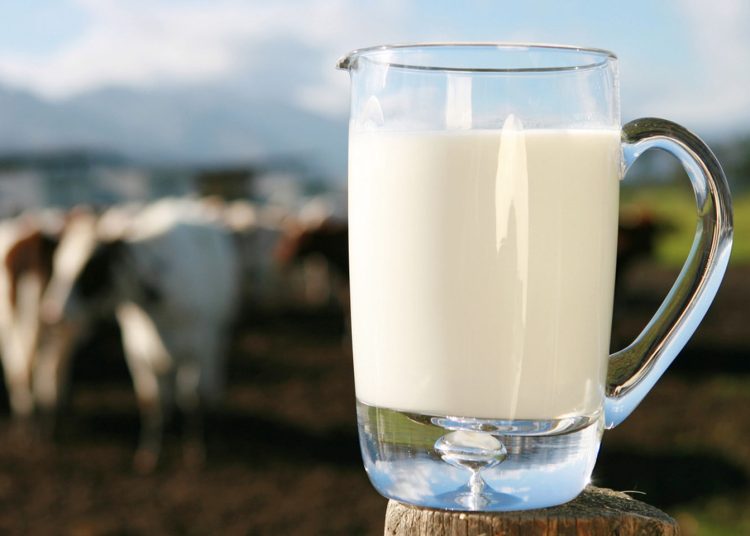 La producción de leche alcanzó los 839,670,345 litros el año pasado, según datos Ministerio de Agricultura. - Fuente externa.