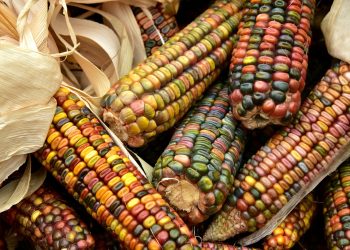 Productos básicos como el maíz, la caña de azúcar y el caucho merecen más atención por parte de los responsables políticos. | Pixabay