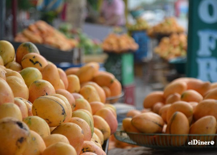 mango-dominicano-eldinero