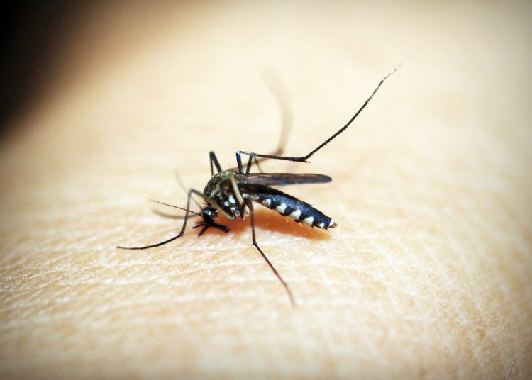 Salud Pública presentó 591 nuevos casos sospechosos de dengue en la última semana. | Pixabay.