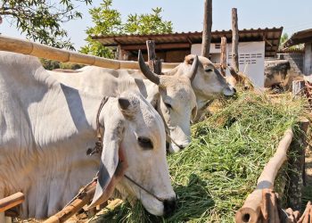 Técnicos agropecuarios estiman que una vaca consume lo equivalente a siete tareas de pasto en una sola jornada. | Fuente externa