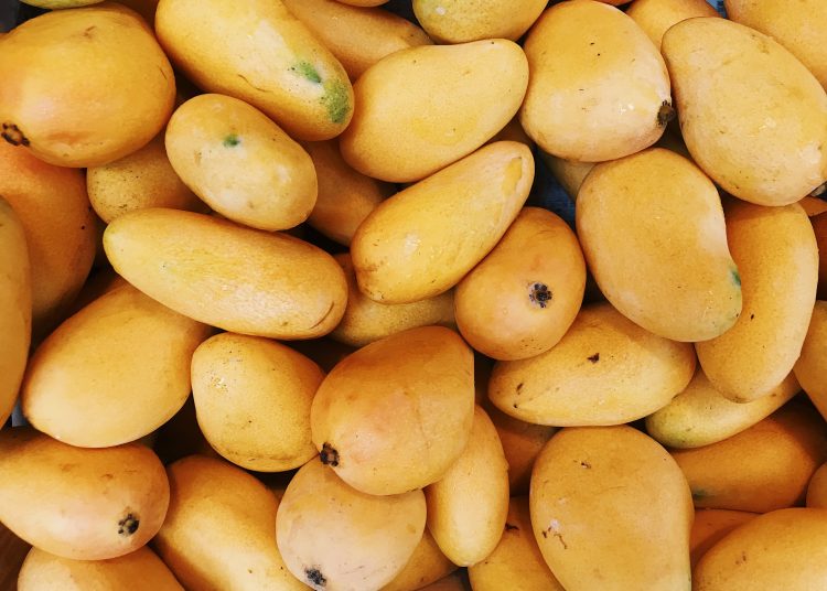 Mangos, cultivo de mango