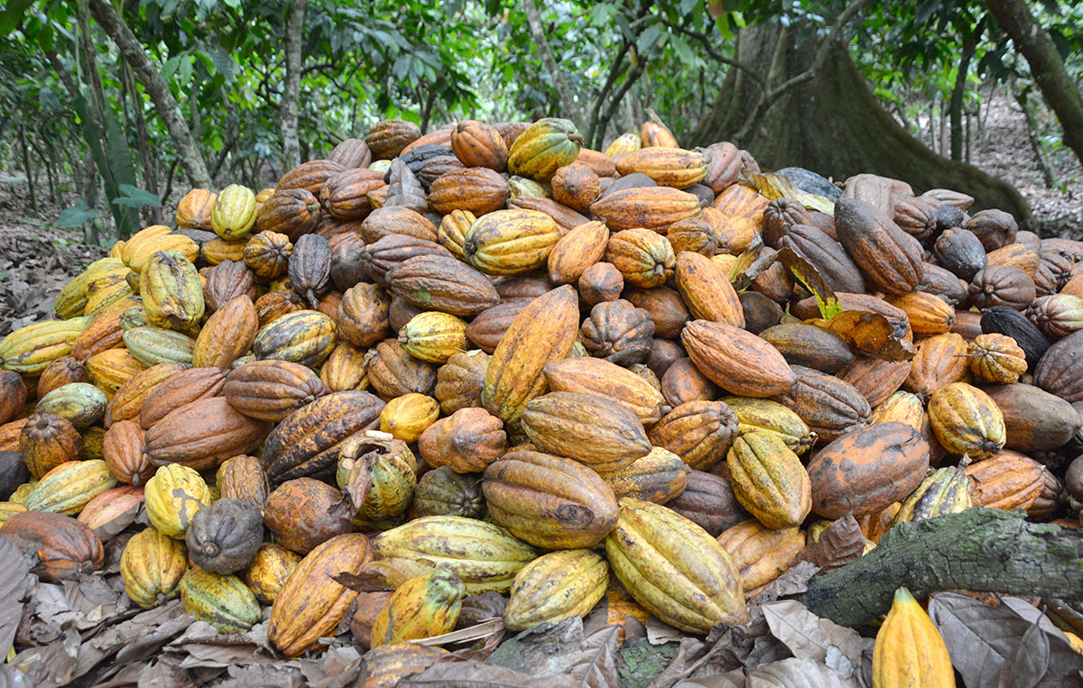 produccion de cacao dominicano
