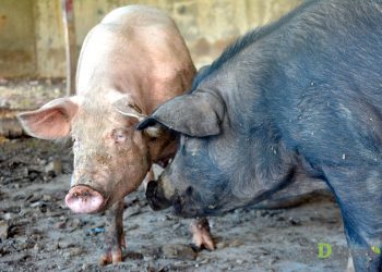 produccion-de-cerdos-fiebre-porcina