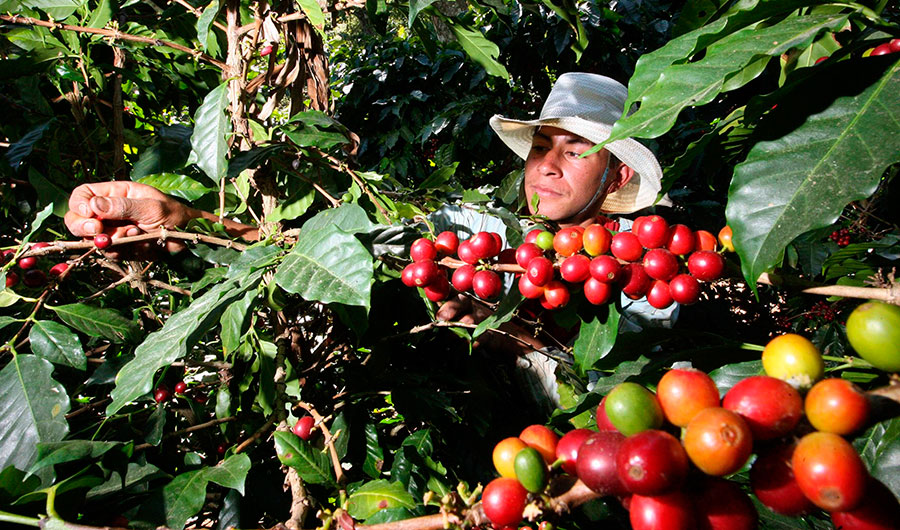 Los cultivadores de café en Colombia viven desde hace algunas semanas una crisis por los bajos precios del grano.