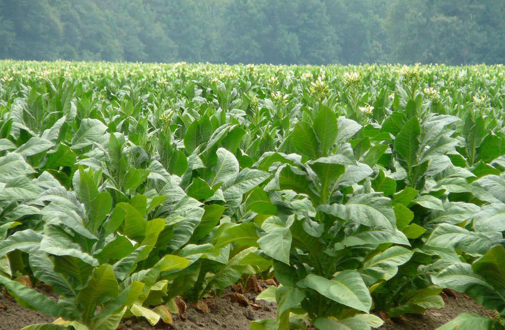 sector agropecuario tabaco